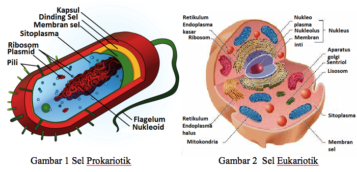 Berikut ini Perbedaan Sel Prokariotik dan Eukariotik beserta Contohnya