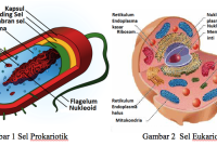 Berikut ini Perbedaan Sel Prokariotik dan Eukariotik beserta Contohnya